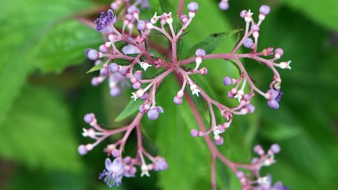 Prix de la SNHF : Cardiandra hybrides, présentée par la pépinière Sous un arbre perché de Guerlesquin (29).